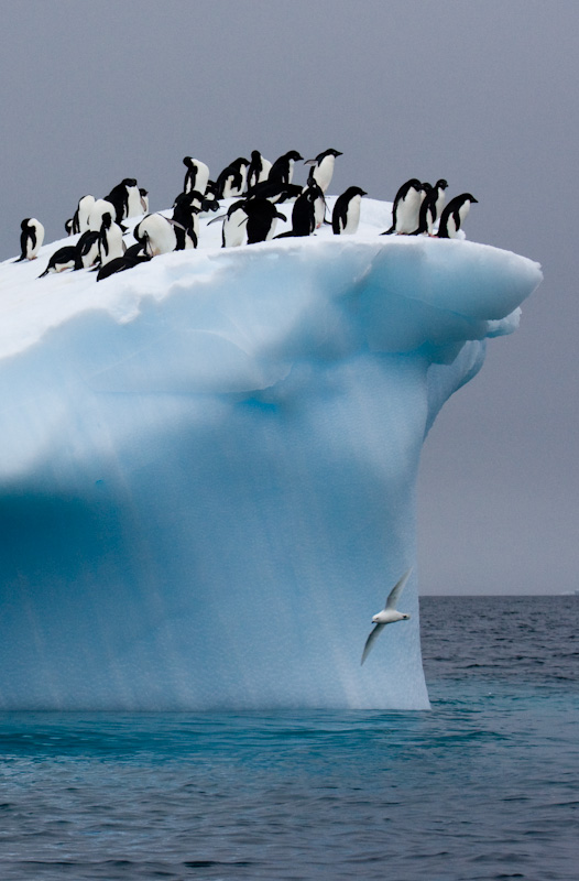 Snow Petrel In Flying In Front Of Adélie Penguins On Iceberg